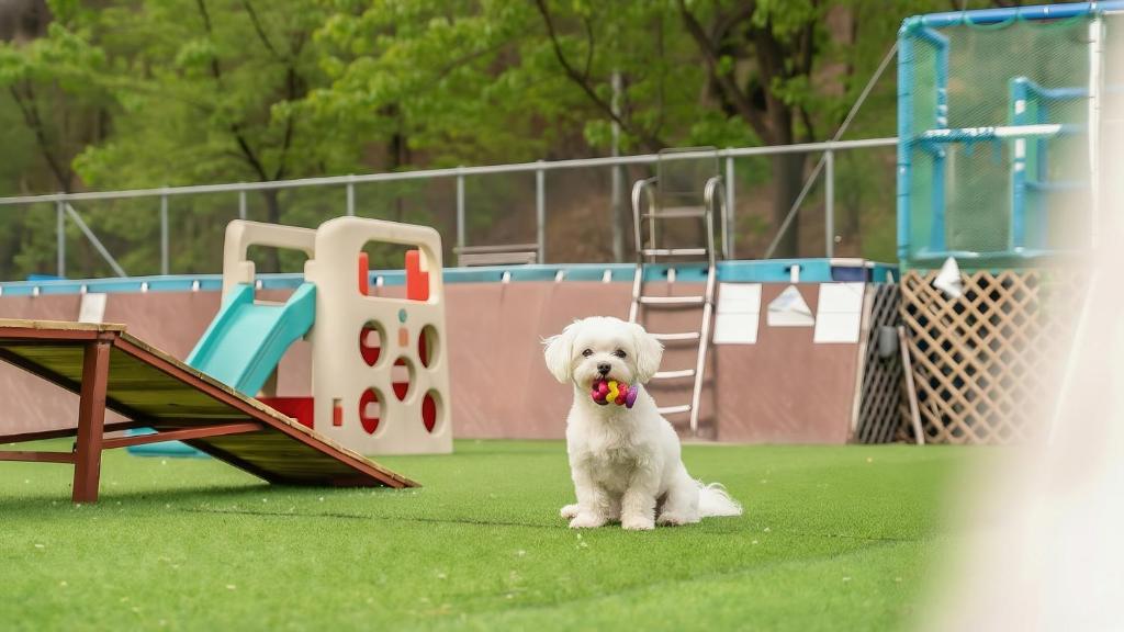 Huéspedes con una o varias mascotas en Chuncheon Dogandstay