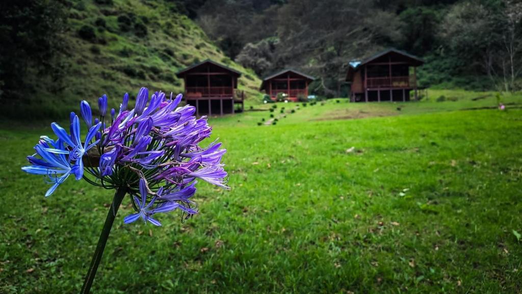 Κήπος έξω από το Entre Árboles Lodge