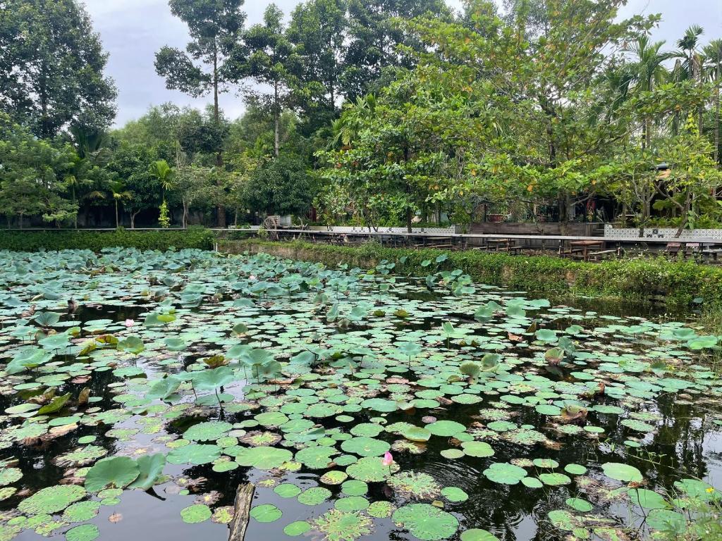 ein Teich voller grüner Seerosen in der Unterkunft Nhà Sen Phước Hải in Hội Mỹ
