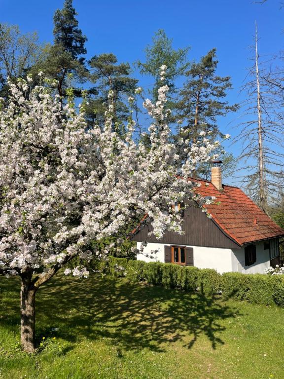 a tree with white flowers in front of a house at Chata nad řekou Otavou in Vojníkov
