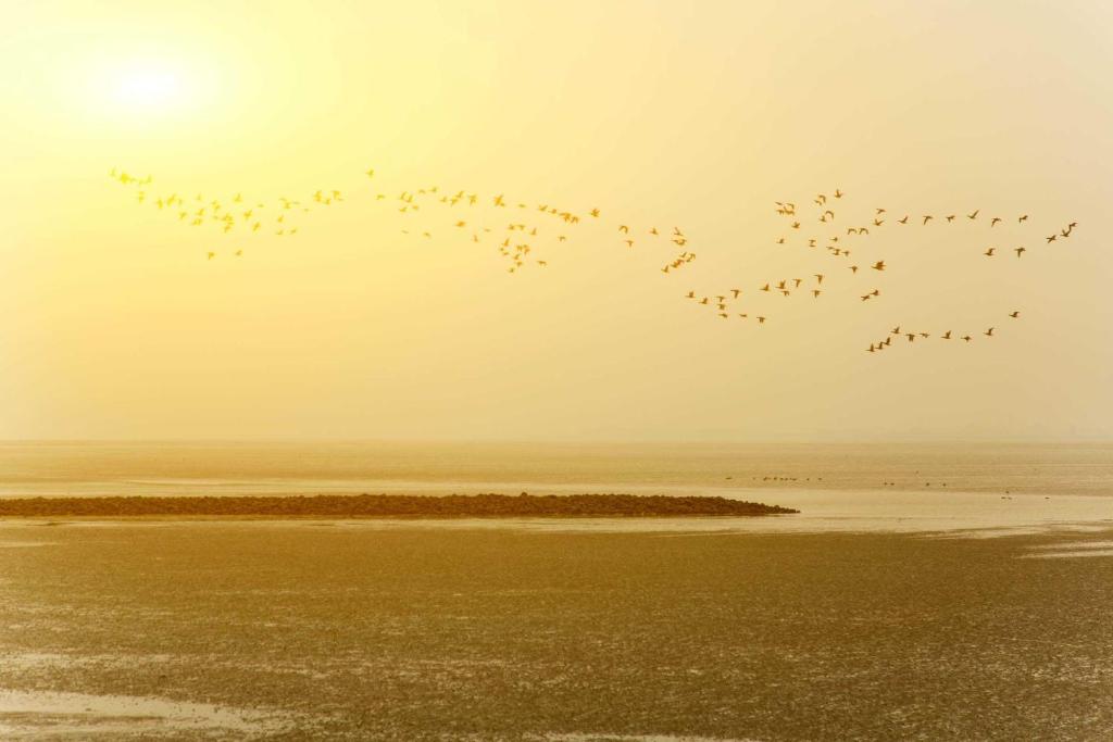 a flock of birds flying over the ocean at Ferienlandhaus Tossens in Butjadingen