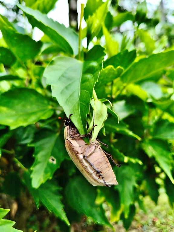Nang Thong Bay Resort - 4