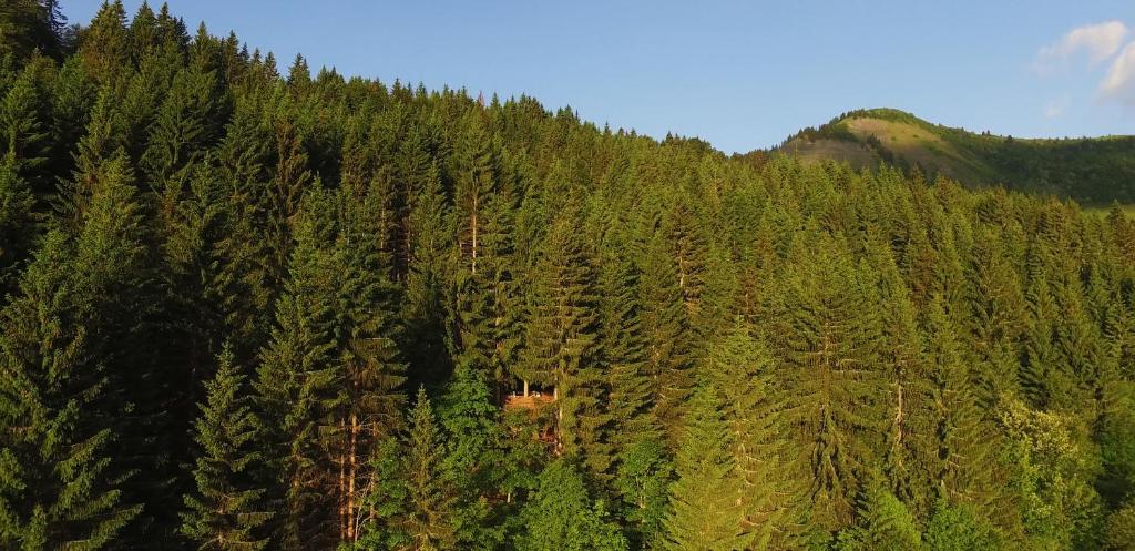 an overhead view of a forest of pine trees at Cabane entre terre et ciel in Saint-Nicolas-la-Chapelle