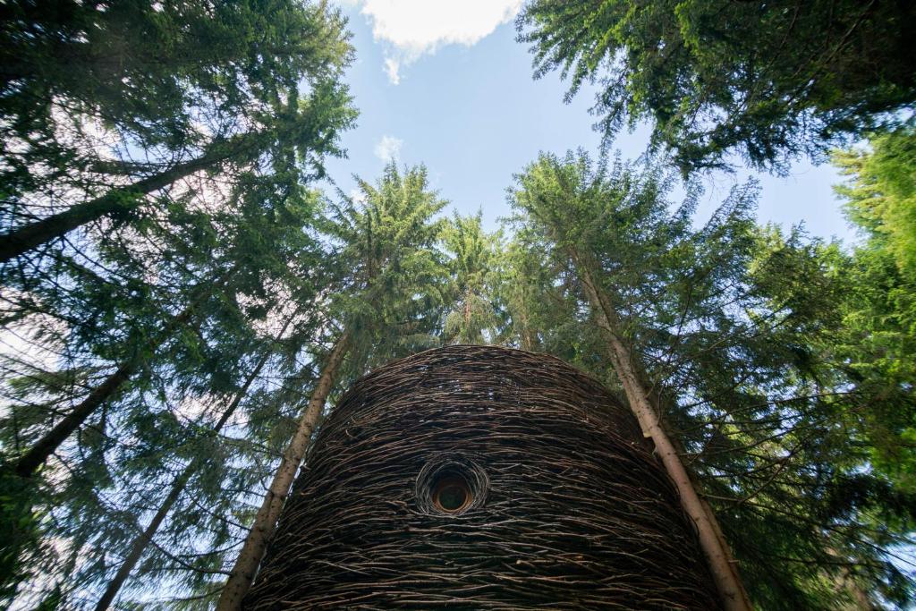 a view of the tops of trees in a forest at Cabane entre terre et ciel in Saint-Nicolas-la-Chapelle