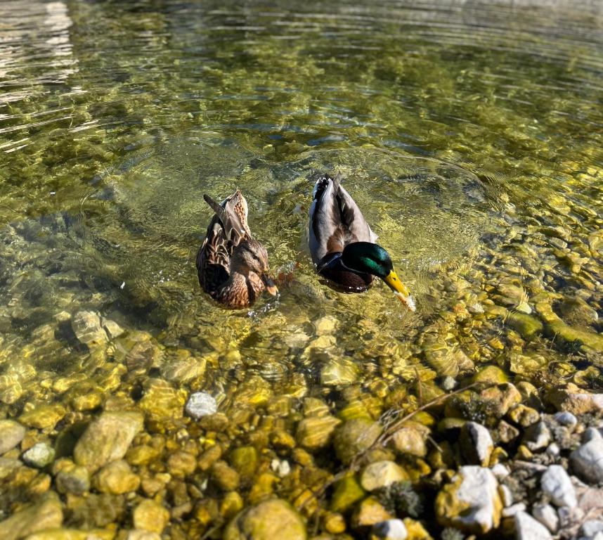 two ducks are swimming in the water at i GERMÅNI REALI in Scanno