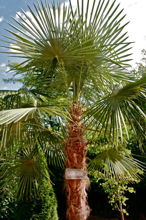 a palm tree in front of some green plants at Chambre d&#39;Hôtes La Villa Molina in Besançon