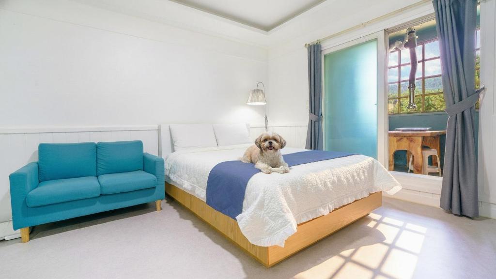 a dog sitting on a bed with a blue chair at yangpyeong beulleosseom pet spa pension in Yangpyeong