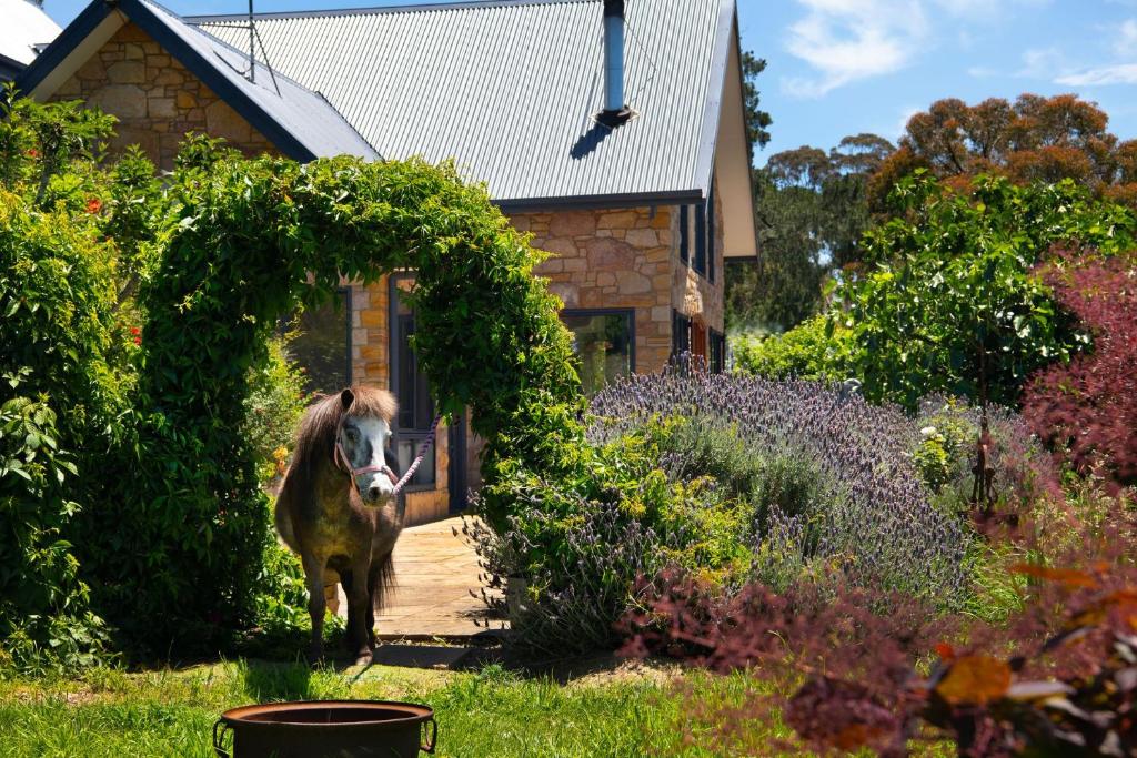 a horse walking through a garden in front of a house at The Pony Lodge in Hepburn Springs
