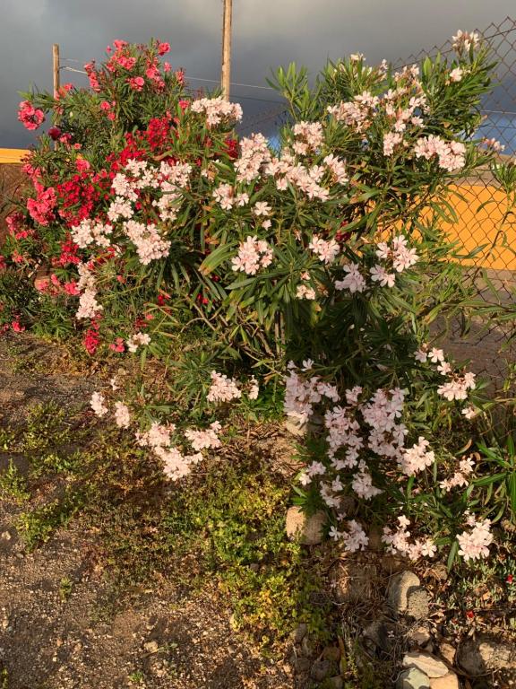 un giardino fiorito con fiori rosa e bianchi di Casa Doramas a San José de Caideros