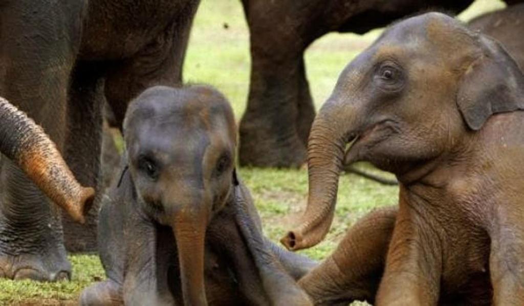 Zvířata v hotelu nebo okolí