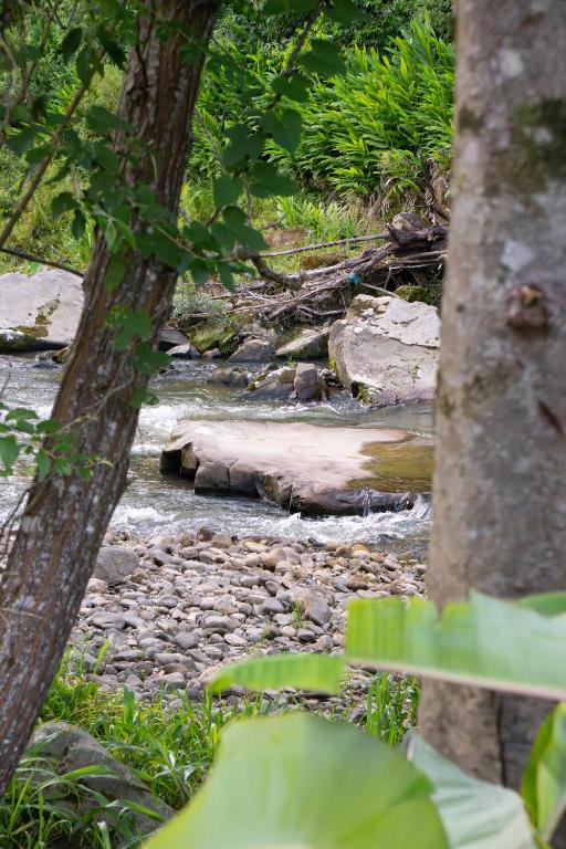 een rivier met rotsen en bomen in een bos bij Casa Alemã Alfredo Wagner SC in Alfredo Wagner