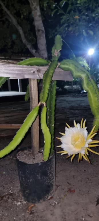 een groene en witte plant die naast een bankje staat bij Casa do campo Flor de pitaya in Prado