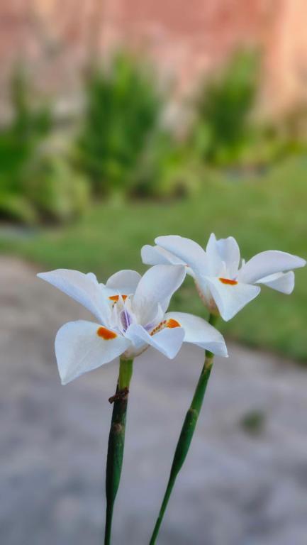 twee witte bloemen op een tafel bij Casa ampla e confortável in Garanhuns