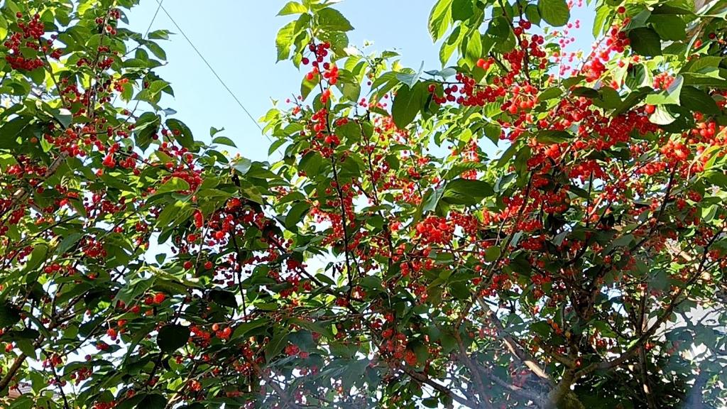 Foto dalla galleria di BAz11 a Misaki