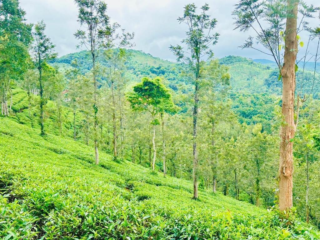 a lush green hillside with trees and mountains in the background at Zonooro Homestay Vythiri in Vythiri