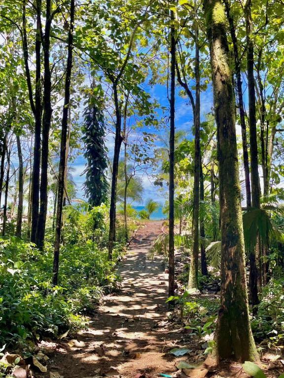 a path through a forest with trees at Casa Caimito in Nuquí
