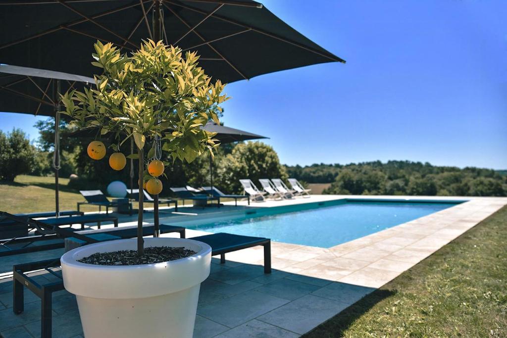 Ein Baum in einem weißen Topf neben einem Pool in der Unterkunft Charming Houses With Pool In Perigord in Sainte-Croix-de-Beaumont