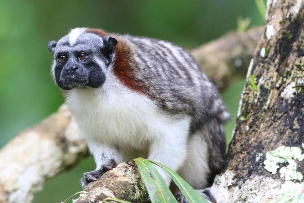 Dyr i lejligheden eller i nærheden