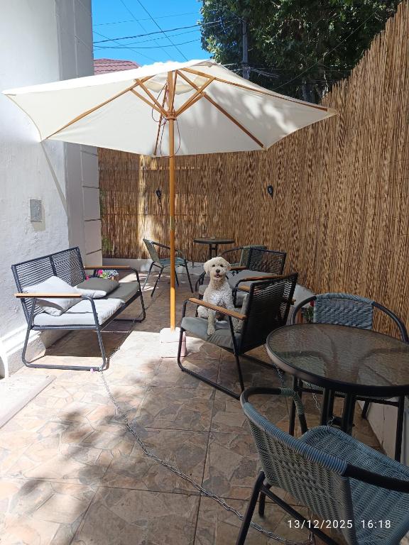 un chien blanc assis sur une chaise sous un parapluie dans l'établissement Casa Tribu, à Viña del Mar