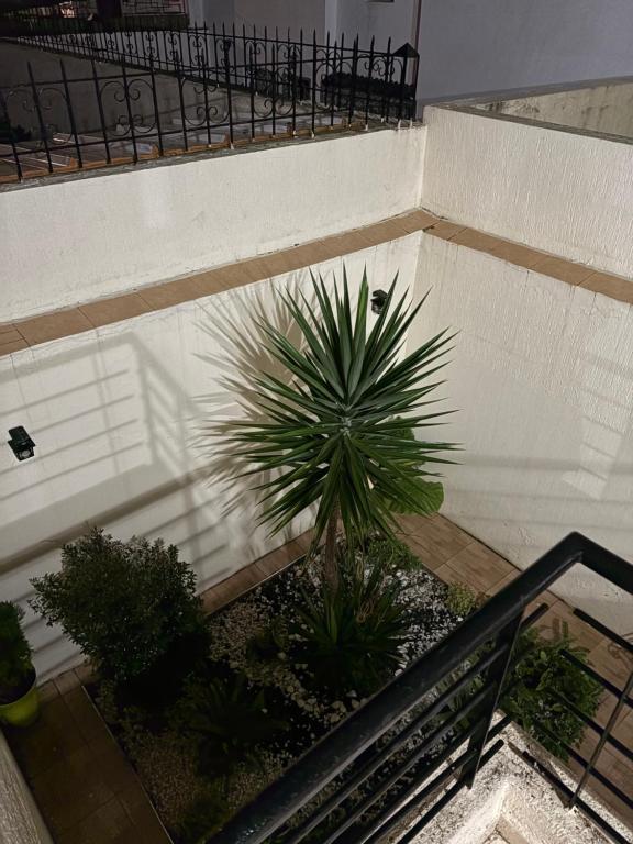 an overhead view of a palm tree on a staircase at Harhoura stay in Temara