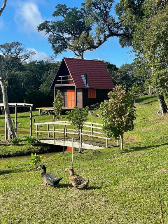 three ducks in the grass in front of a house at Refúgio Serrano - Cabana in São Francisco de Paula