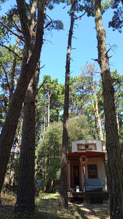 a tiny house in the middle of trees at La tinyhouse del bosque in Mar Azul
