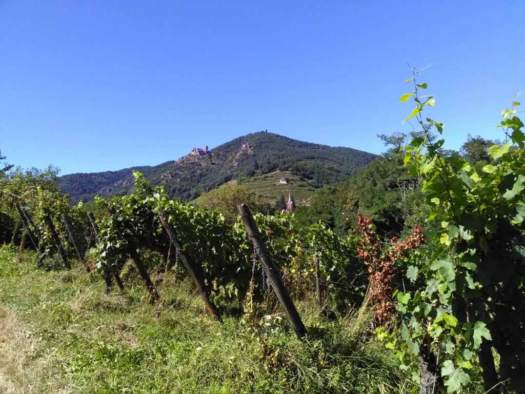 Gites & Camping on the Route des Vins – photo 13