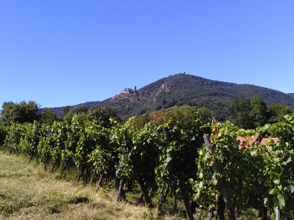 Gites & Camping on the Route des Vins – photo 23