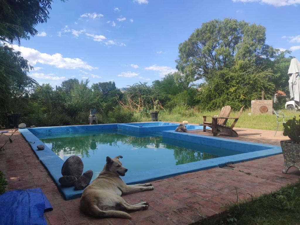 un cane che giace accanto alla piscina di Cabañas Yacoana a Valle Hermoso