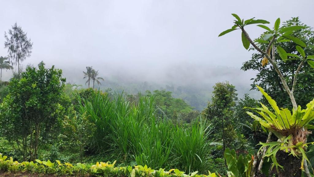 una giungla nebbiosa con alberi e piante in primo piano di Pondok Kanginan a Plaga