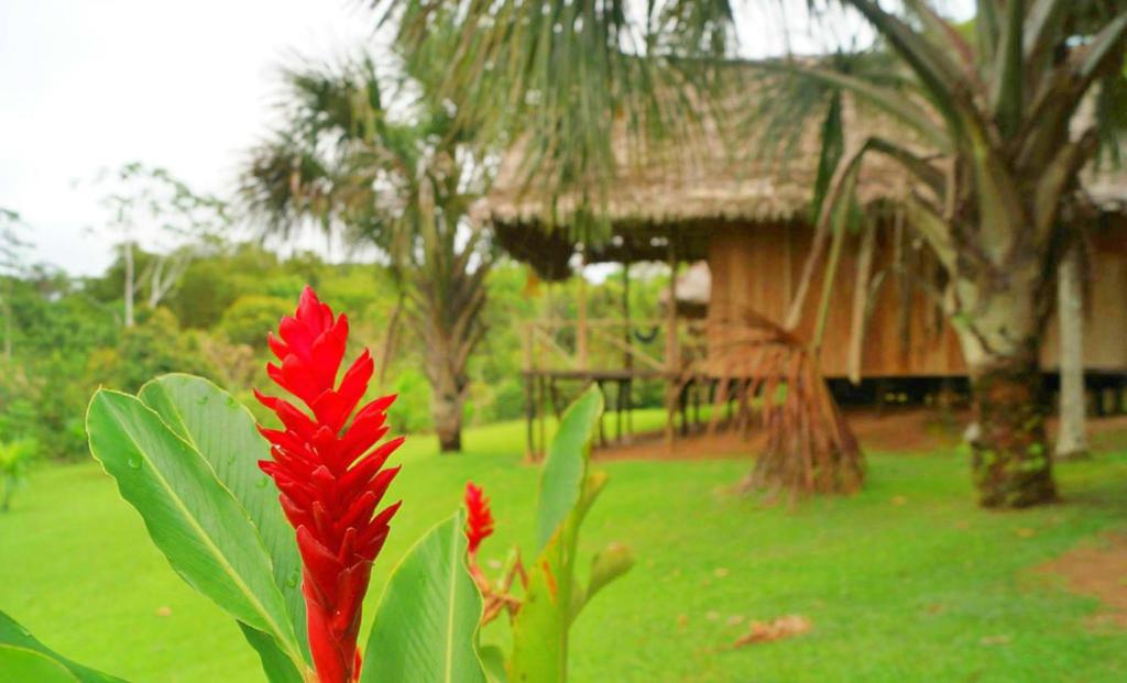 Zahrada ubytování Pacaya Samiria Amazon Lodge - ALL INCLUSIVE