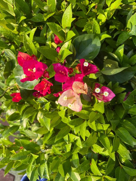 a group of red flowers on a bush with green leaves at Schanigarten in Deniyaya