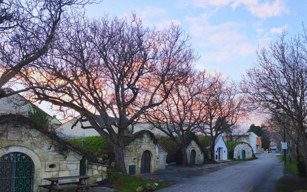 een boom met roze bloemen naast een straat bij Apartments Kellergasse in Purbach am Neusiedlersee