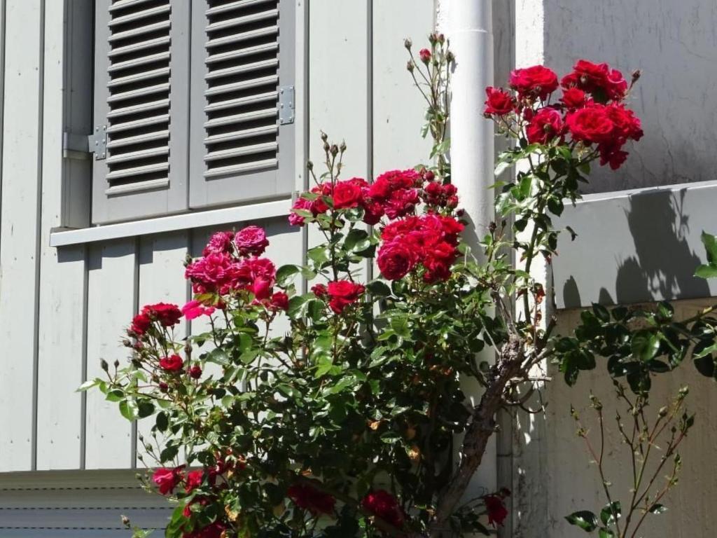 a bunch of red flowers in front of a window at Apartment Jakobs by Interhome in Vlotho