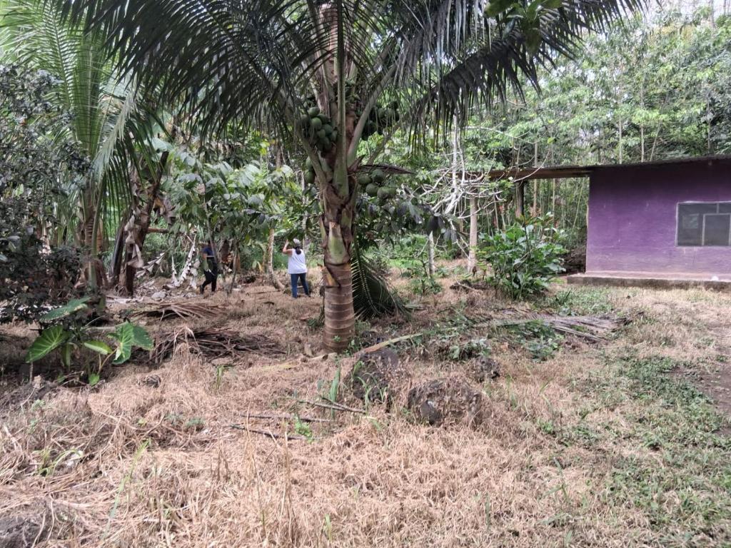 een man staat naast een palmboom naast een huis bij La Loma in Bellavista