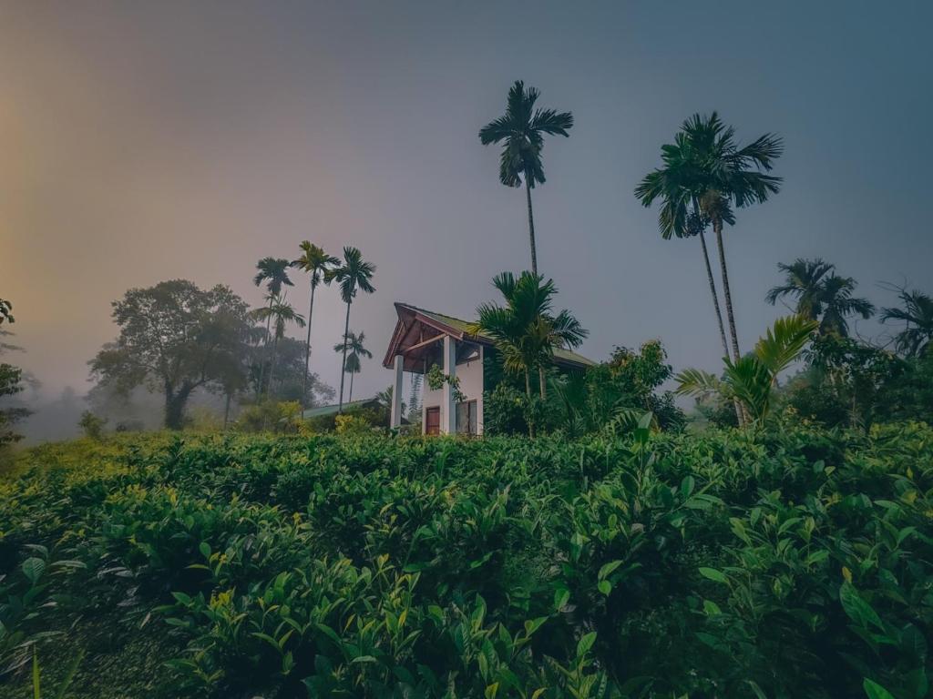 een huis in het midden van een veld met palmbomen bij Sinharaja Rainforest Vibe in Deniyaya