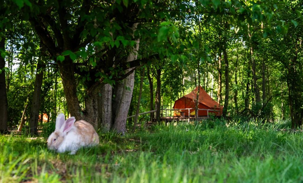 Příroda nedaleko luxury tent
