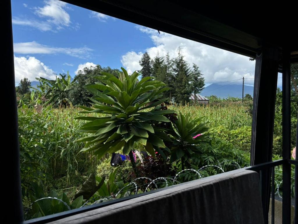 Vườn quanh Rugo haus