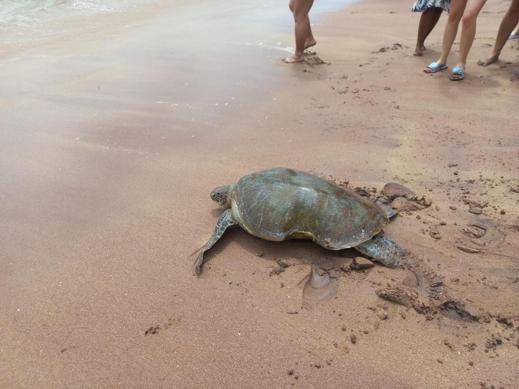 a green turtle walking on a beach with people at Chiller Jone's place in Tangalle