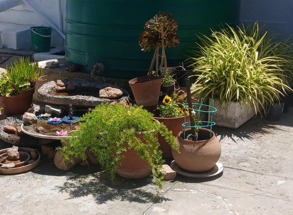 een groep potplanten in potten op de grond bij Jann's Cozy Cottage in Bredasdorp