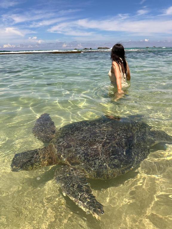 a woman standing next to a green sea turtle in the water at The Regent Villa in Unawatuna