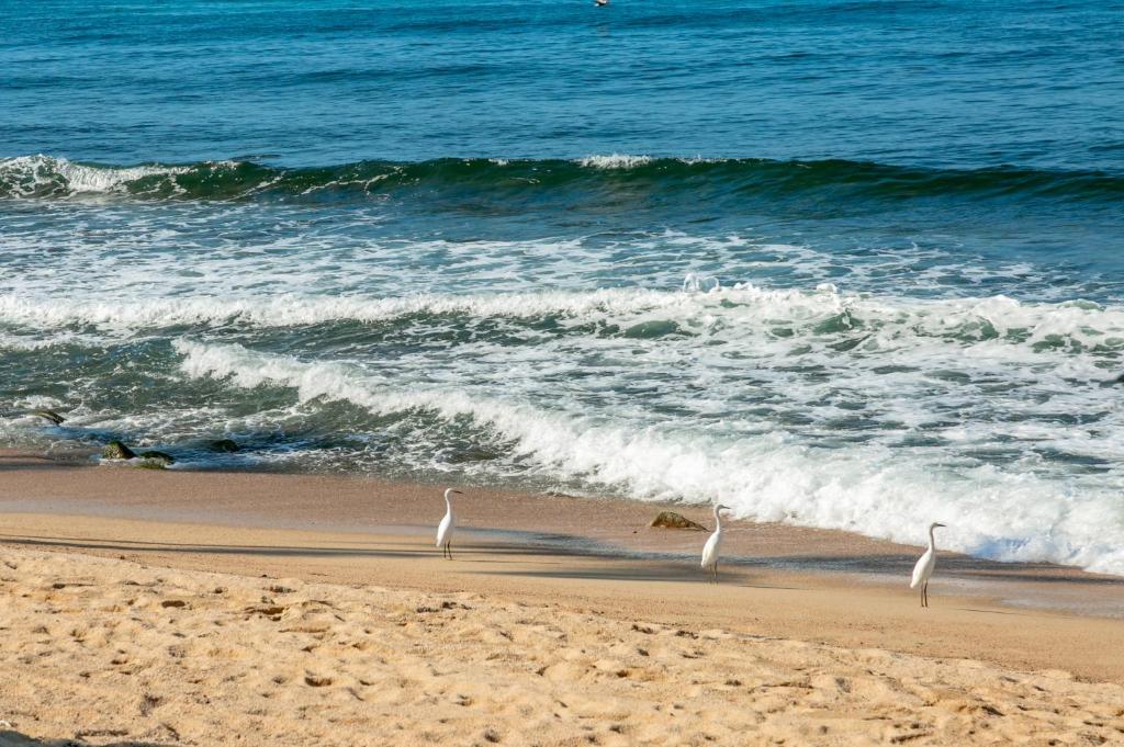 Amaca Beach Retreat - Puerto Vallarta South Shore photo