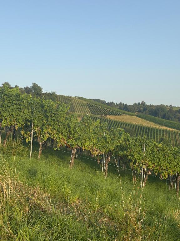 Příroda nedaleko bed and breakfast