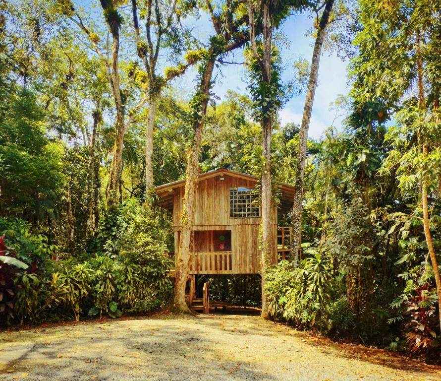 une maison au milieu d'une forêt dans l'établissement Casa da Árvore - Pousada Jussara, à Joinville