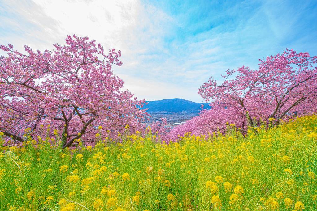 Příroda nedaleko ryokanu
