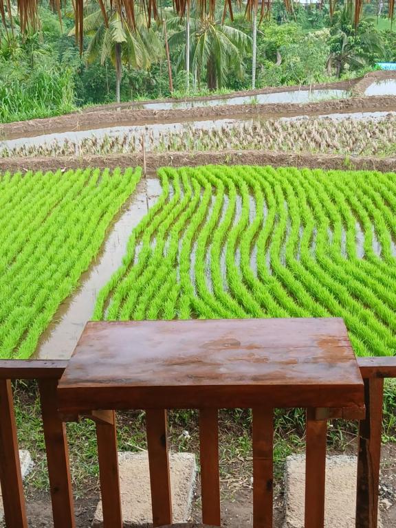 a wooden bench in front of a field of crops at meta bungalow in Senaru