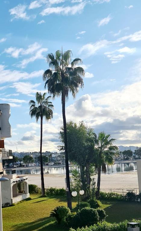 a group of palm trees next to the water at Apartment AlcudiaMar in Alcudia