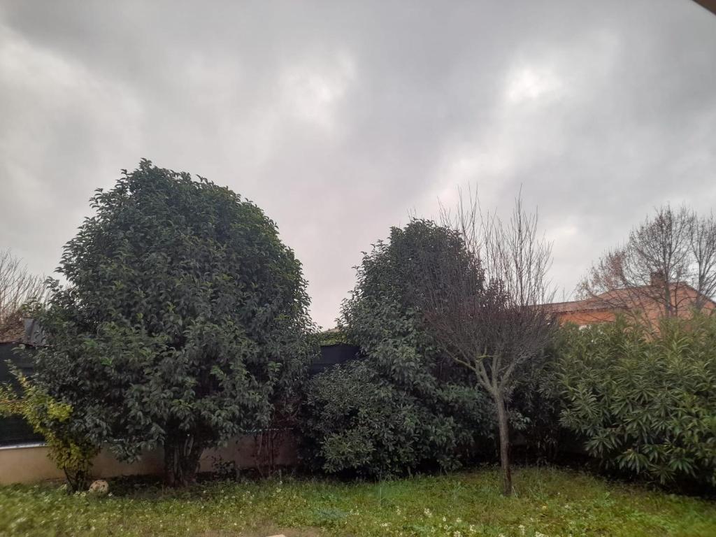 deux arbres dans une cour à côté d'une clôture dans l'établissement Sariri, à Brignoles