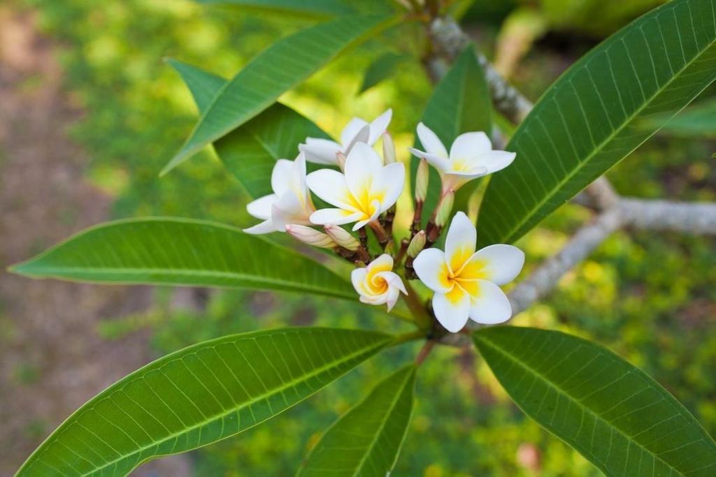 Nirarta Center For Living Awareness - 11