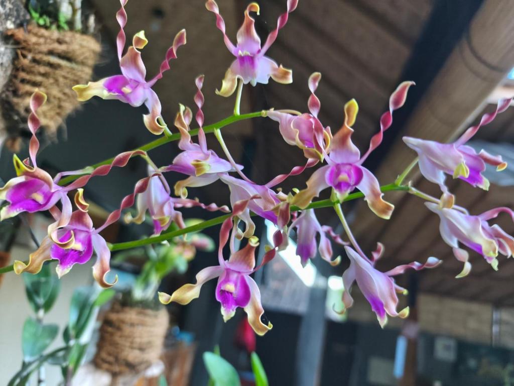 Manuk Dewata Villa - 5